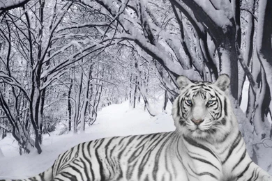 Wallpapers White Tiger Bengals Free Hd Images 2560x1920