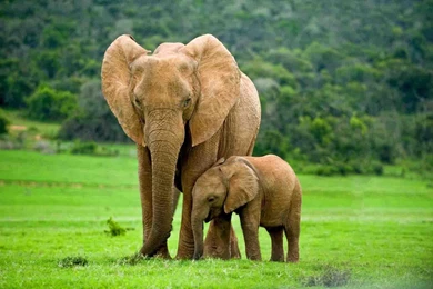 Free Elephant Wallpapers   Android Apps On Google Play