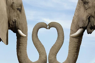 Free elephant wallpaper desktop 44 58478 Desktop Wallpapers