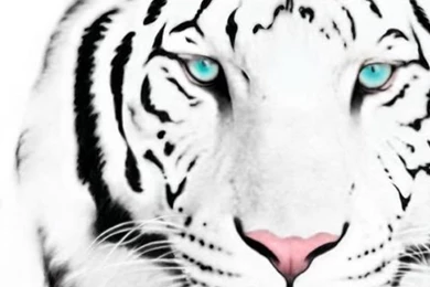 Top 6 White Tiger Iphone Wallpapers   Best Iphone Wallpapers