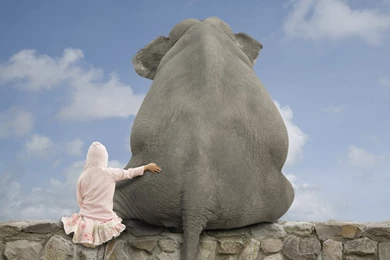 Elephant Wallpapers In Hd. Elephants Wallpapers Desktop ...