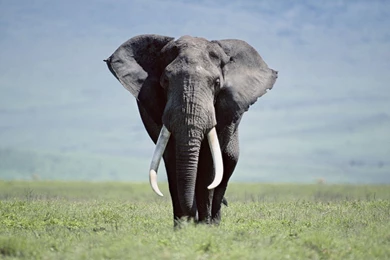 Elephant