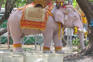 White Elephant Free Letest Hd Wallpapers   Free Hd Wallpapers