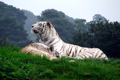 Wallpaperspoints: Download White Tiger Wallpapers In High ...