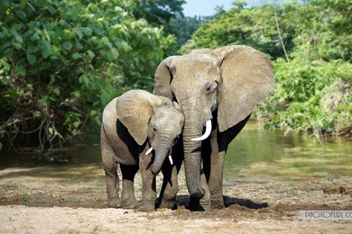 Phenomenal African Forest Elephant Of African Elephant Picture ...