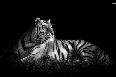 White Tiger Android Wallpapers Attachment 6730   Amazing Wallpaperz