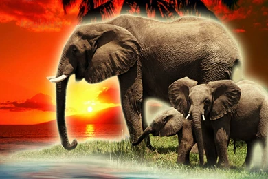 Elephant Wallpapers « Animal Spot