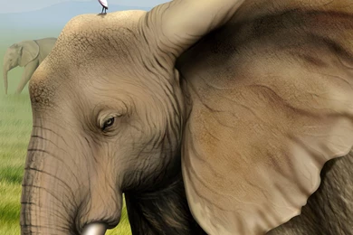 Grey parrot wallpapers