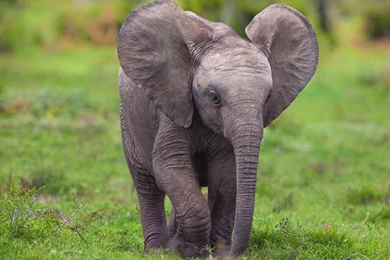 Backgroud HD Elephant Wallpapers Free Download