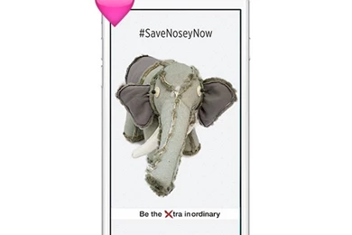 Nosey The Elephant Free Wallpapers  PERFECT REJECT