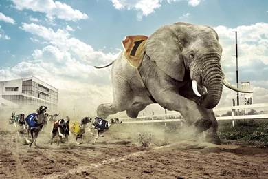 Elephant Racing Greyhounds Wallpapers Free Desktop Backgrounds And ...