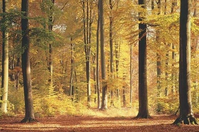 Golden Hues Wall Mural   Forest & Woodland Wall Murals