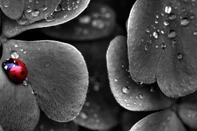 Black And White With Color Splash Flowers