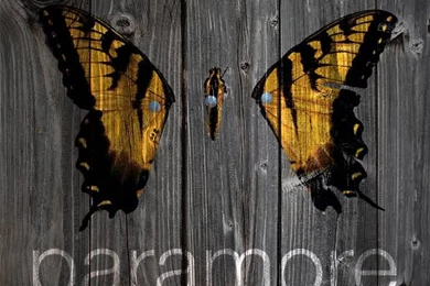 Download Paramore Iphone Wallpapers