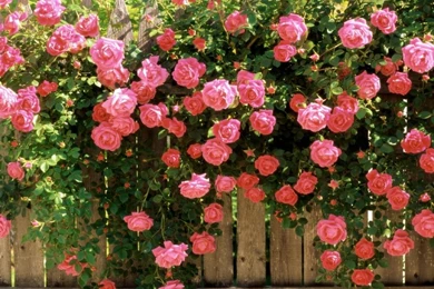 FLOWER SHOP: Rose Flowers Desktop Wallpapers.