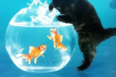 Cute Cat And Fish Ipod Touch Wallpapers Free 640x960 Hd Apple ...