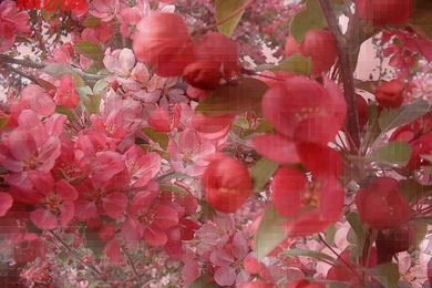 MOM Wallpapers By Quicksilver333 On DeviantArt