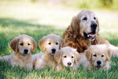 Mom Dog And Puppies Wallpapers HD