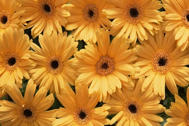 Mobile Yellow Flower Wallpapers
