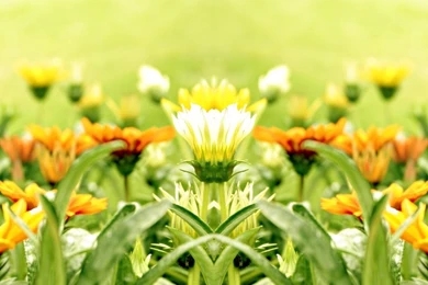Yellow Flower Wallpapers For Facebook