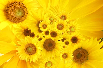 Wallpapers Color Yellow Flower