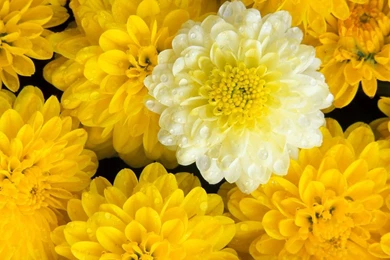 Marigold Flowers Images And Wallpapers Download