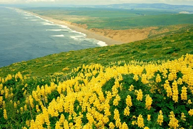 HD Yellow Flower Wallpapers