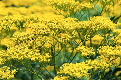 Yellow Flowers HD Wallpapers Desktop