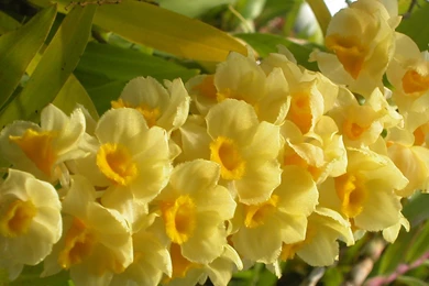 Yellow Flower Wallpapers