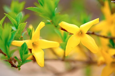 YouWall   Yellow Flowers Wallpapers   Wallpaper,wallpapers,free ...