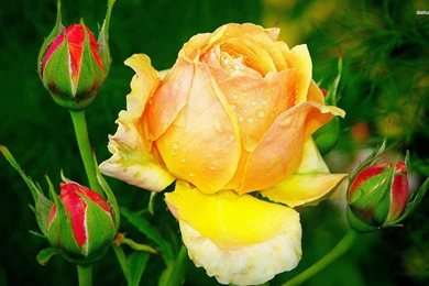 30 Beautiful Flower Wallpapers For You