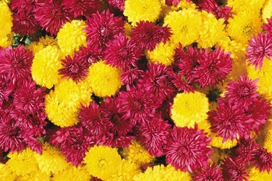 YouWall   Red And Yellow Flowers Wallpapers   Wallpaper,wallpapers ...