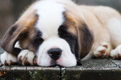 St. Bernard   Puppy Moose Max's Friend...