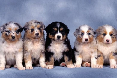 St Bernard Wallpapers   Wallpapers Cave