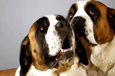 Saint Bernard Dog Wallpapers For Desktop On Wallpapers Bros