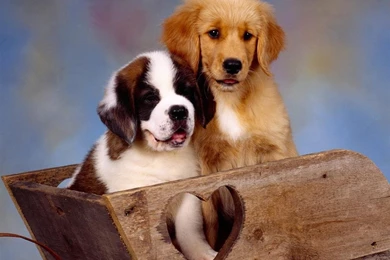 Desktop Wallpapers » Animals Backgrounds » St Bernard And Golden ...