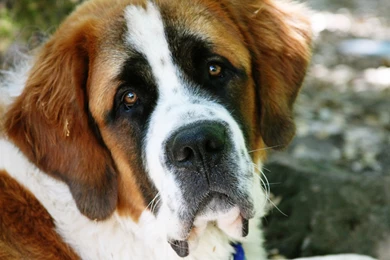 Top HD St Bernard Wallpapers