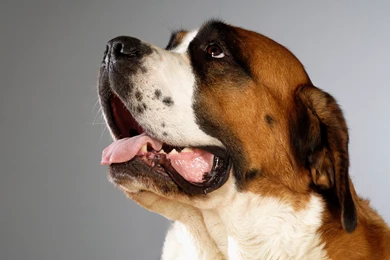 St. Bernard Wallpapers HD Download