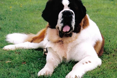 Top HD St Bernard Wallpapers