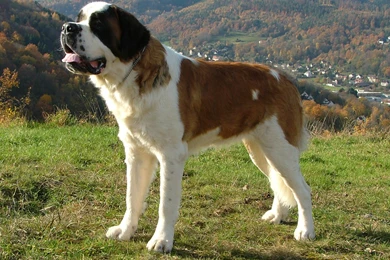 15/11/2015   1136x640px Saint Bernard Desktop Wallpapers   Animals ...