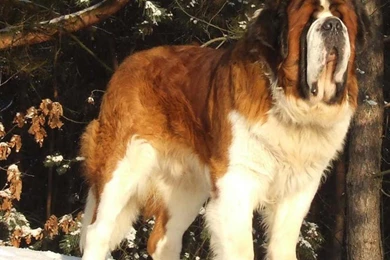 St Bernard Wallpapers   Android Apps On Google Play