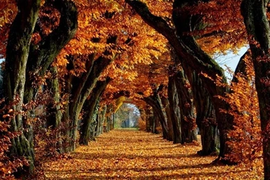 Autumn Nature HD Wallpapers Android Apps On Google Play