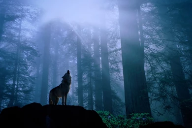 Hd Desktop Wallpapers Wolf 3d Hd Pictures.