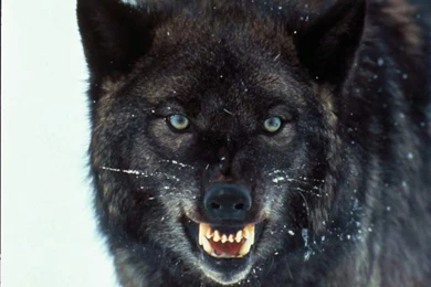 Wolf Desktop Wallpaper GUge 27497 Hd Pictures