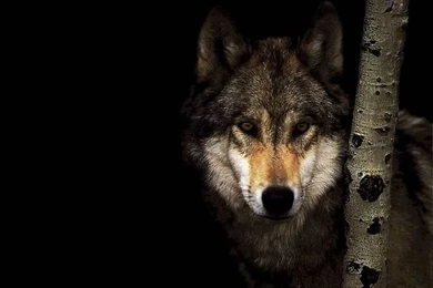 Lone Wolf. [Desktop Wallpapers 1024x768]