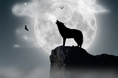 Animals Wallpaper: Wolf Wallpapers HD Resolution Wallpapers   From ...