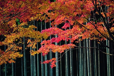 Nature Actress Autumn Bollywood Natural