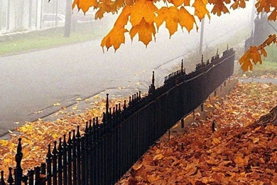 1080x1920 Beautiful Autumn Nature Wallpapers HD