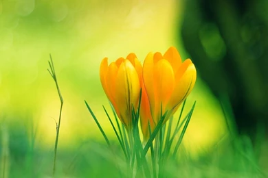 Images For Wallpapers Free,desktop Wallpapers