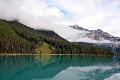 CALMING FOREST BACKGROUND WALLPAPER   (